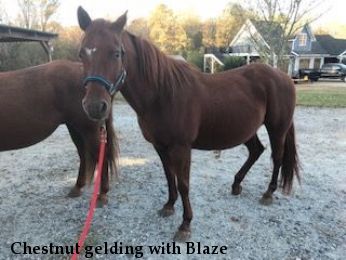 Chestnut gelding with Blaze